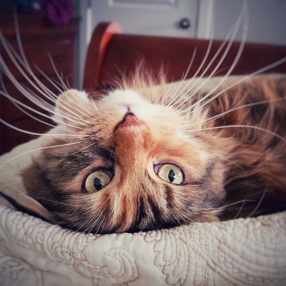 Meet your Posher, Zoey - Picture 3 of 3